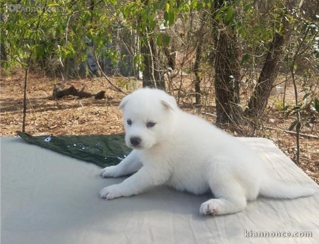 Don Magnifique chiot Husky sibérien blanc