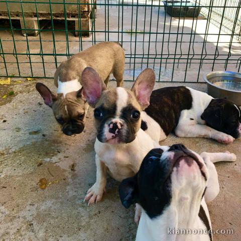 bouledogue francais bleu