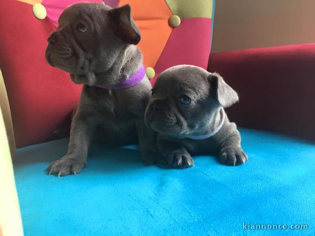 Magnifiques chiots Bouledogue français