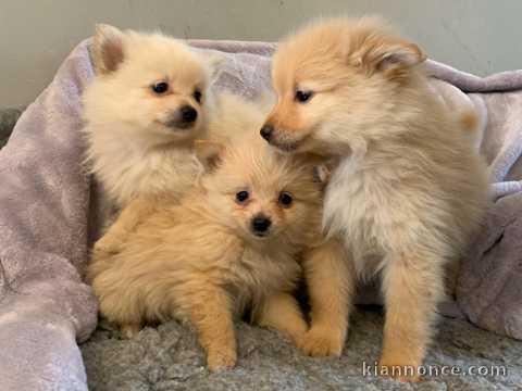 chiot spitz a donner 