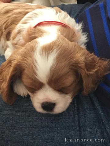 Superbe chiot cavalier king charles spaniel