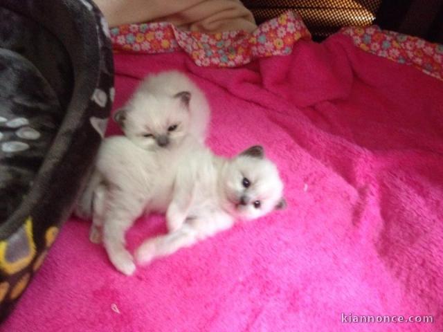 À donner chaton (Femelle) type sacré de Birmanie