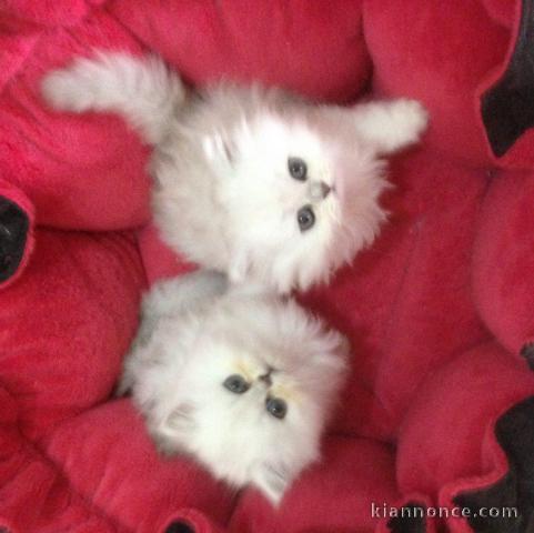 adorable chatons persan
