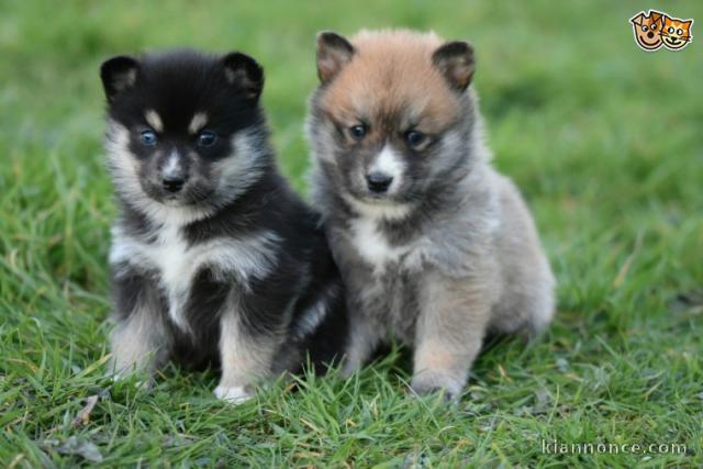 MAGNIFIQUES CHIOTS POMSKY