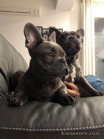 DONNE MAGNIGIQUE CHIOTS BOULEDOGUE FRANCAIS BLEU