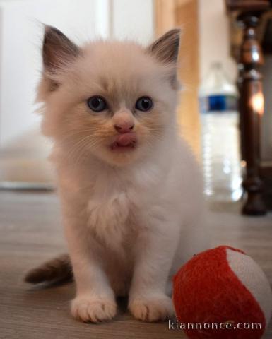 Magnifique chaton femelle ragdoll LOOF