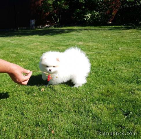 Adorable petit chiot spitz nain contre bon soins