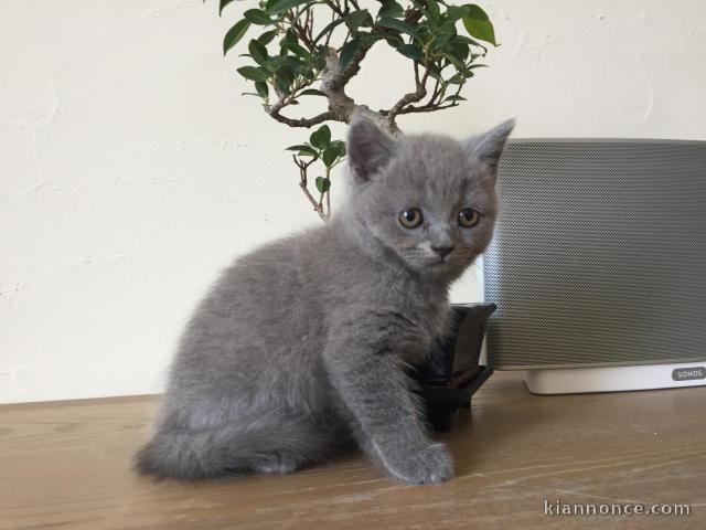 Adorables Chaton (A DONNER) Chartreux Male Femelle