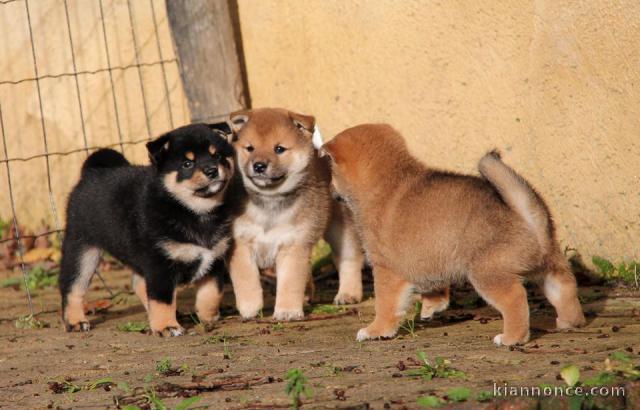 Chiots de race Shiba Inu disponibles de suite