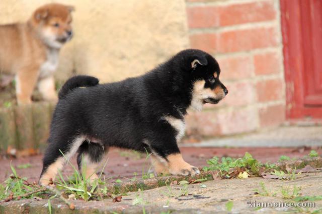 Chiots de race Shiba Inu disponibles de suite