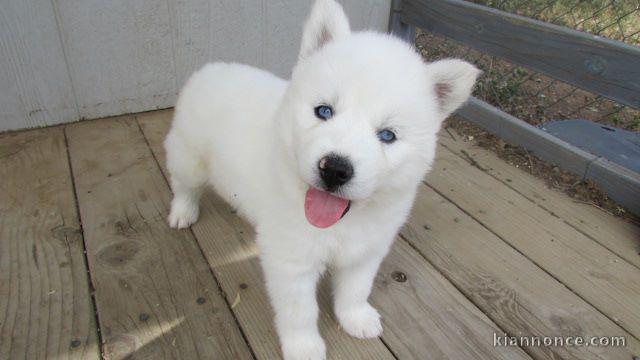 Husky de Siberien tout blanc et noir blanc marron  