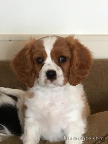 Cavalier King Charles Femelle A DONNER