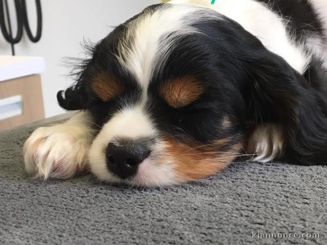 Cavalier King Charles Femelle A DONNER