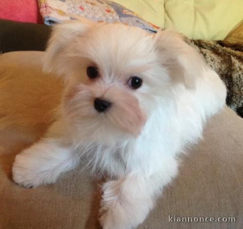 chiot Bichon pure race et magnifique