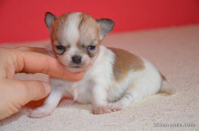 Magnifique  chihuahua disponible