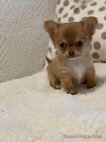 Magnifique  chihuahua disponible