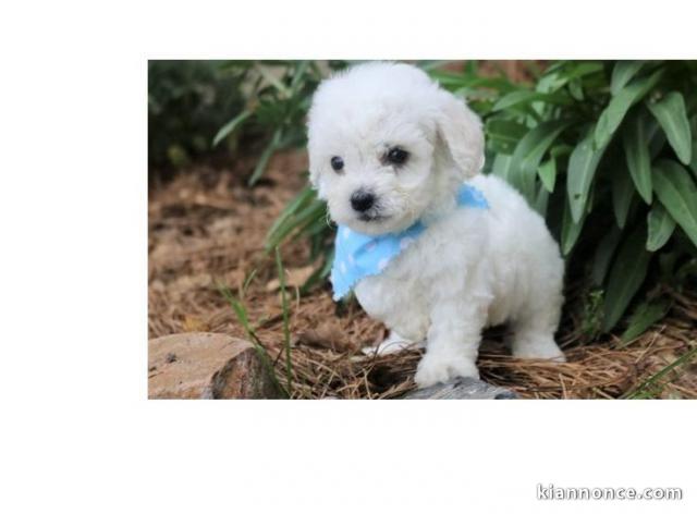 Magnifique chiot bichon a donner