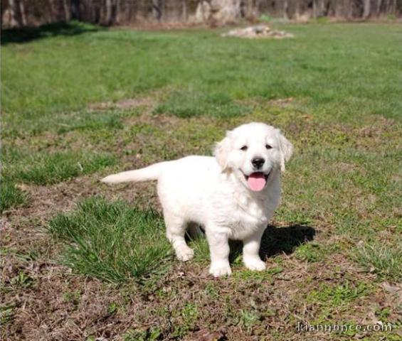 Magnifique chiot GOLDEN RETREIVER