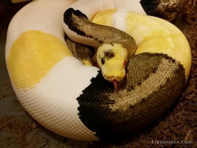 PYTHON A DONNER CONTRE BON SOIN