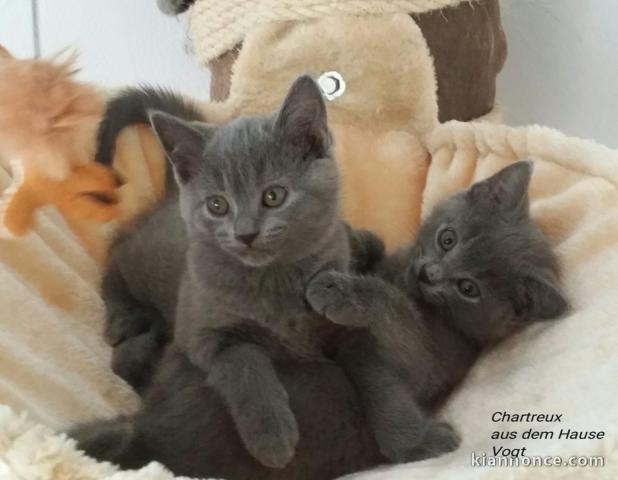 2 bb chats gris en adoption 