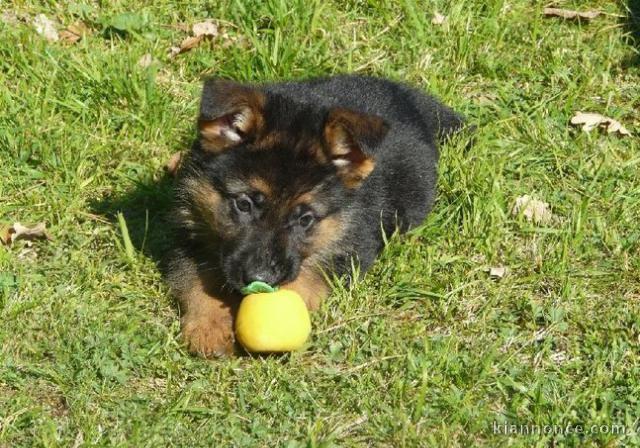 Adorable chiots berger allemand