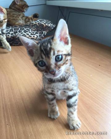 Adorable chatons bengal