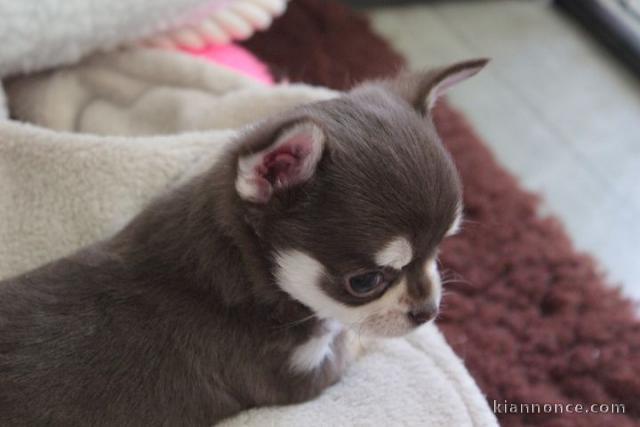 Adorable femelle Chihuahua non LOF 