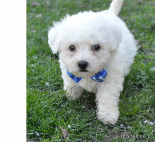 CHIOT BICHON POUR COMPAGNIE ET JOUEUR