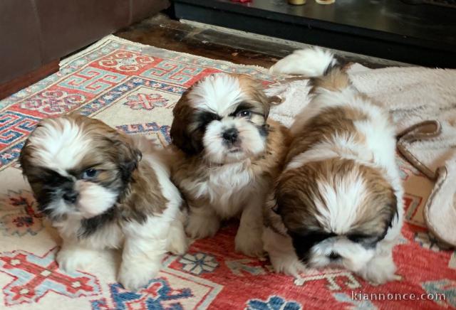 Chiots Shih Tzu LOF Disponible de suite