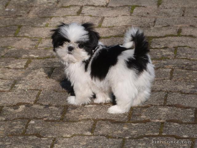 Chiots Shih Tzu LOF Disponible de suite