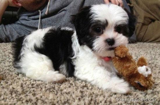 Chiots Shih Tzu LOF Disponible de suite