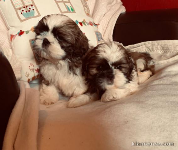 Chiots Shih Tzu LOF Disponible de suite