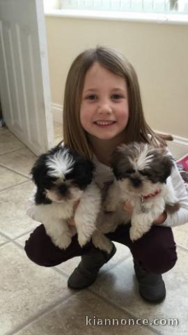 Chiots Shih Tzu LOF Disponible de suite