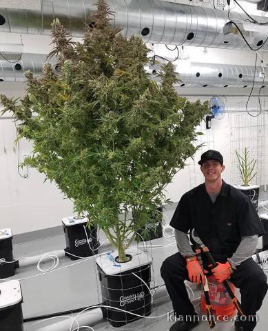 cultivateur à domicile avec un énorme rendement en variétés