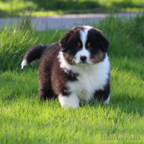 Chiot de race Berger Australien femelle à donner