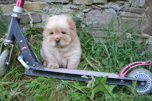 SUPERBE CHIOT CHOW CHOW A DONNER