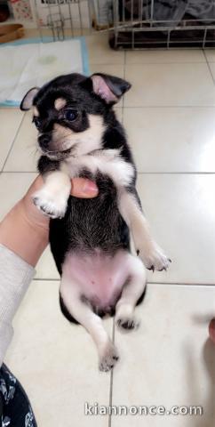 Vente chiots chihuahua âgée de 3 mois