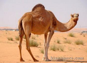 accueil au maroc agadir