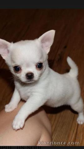 Recherche chiot chihuahua un don 