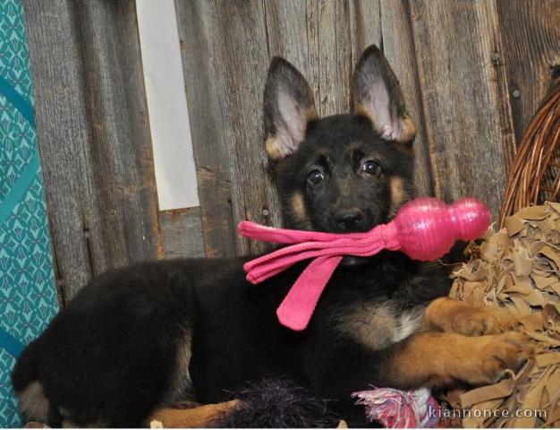 Adorable chiots berger allemand