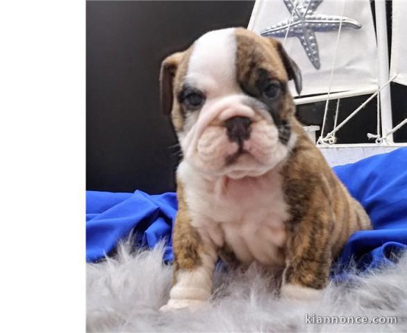 Adorable bouledogue anglais a donner