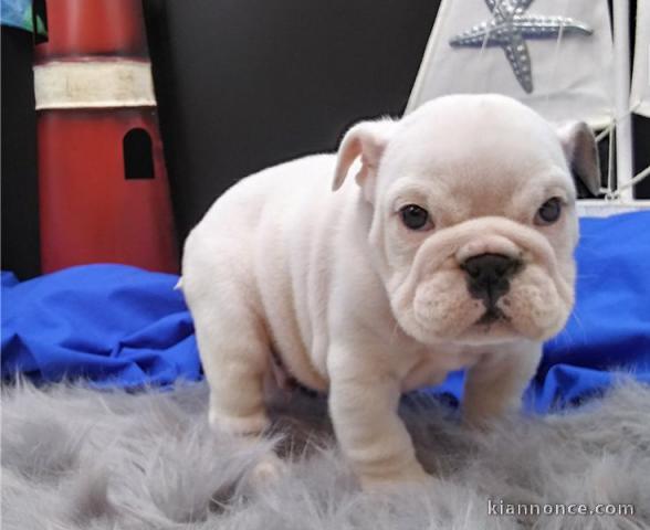 Adorable bouledogue anglais