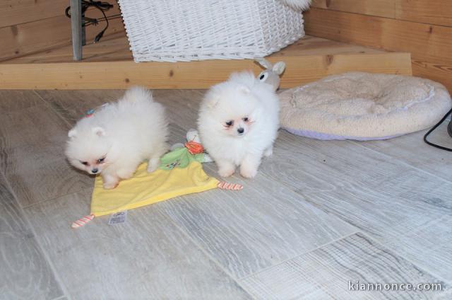 Donne chiot Spitz nain en adoption 