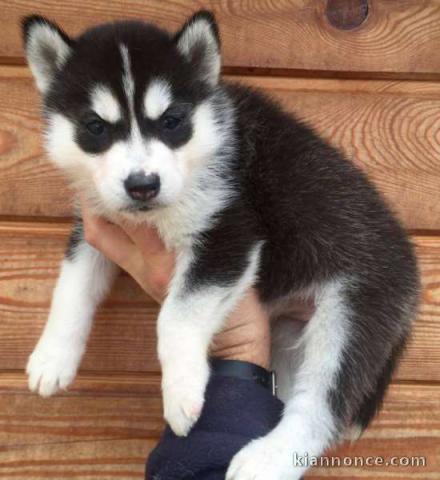 adorables chiots husky sibériens