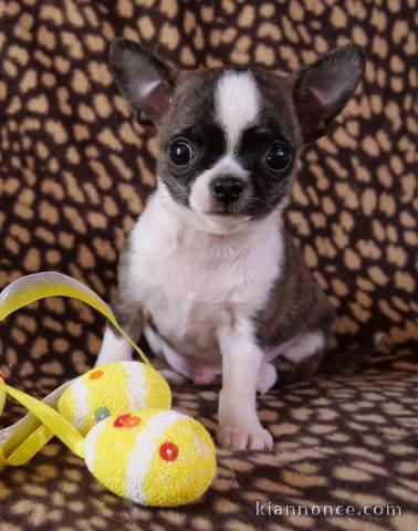 A donner Chihuahua très attachée