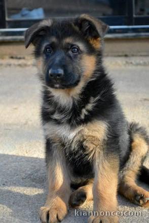  A donner chiot berger allemand femelle