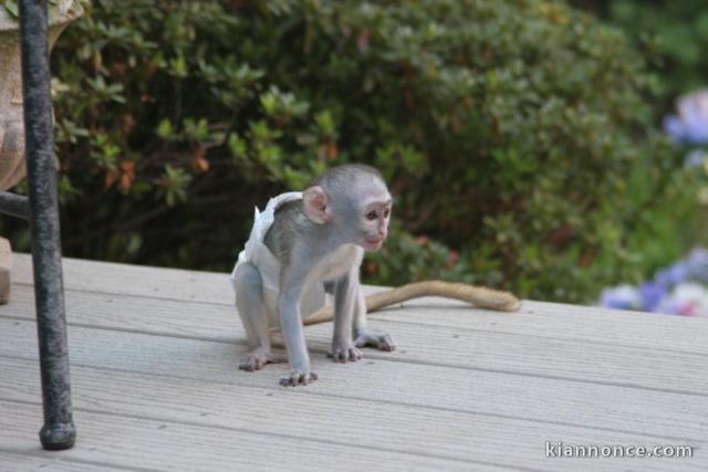 singes capucins pour une bonne maison