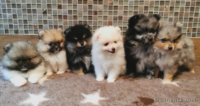 Jolis chiots spitz nain disponible