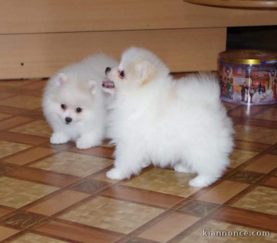 Chiots spitz nain Disponible de suite