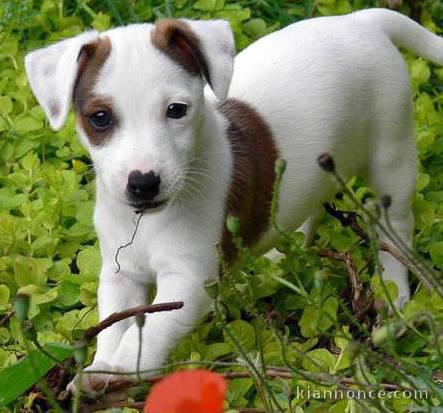 Donne chiot Jack russell inscrit au LOF 